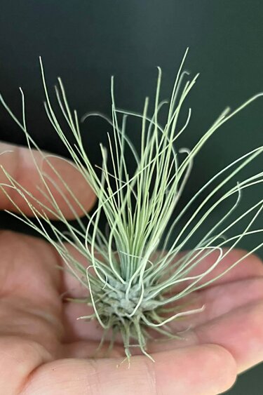Magazoo Tillandsia Fuchsii var Gracilis