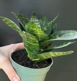 Magazoo Sansevieria Dwarf Zeylanica Plant | Snake Plant