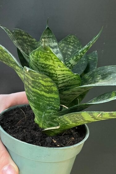 Magazoo Sansevieria Dwarf Zeylanica Plant | Snake Plant