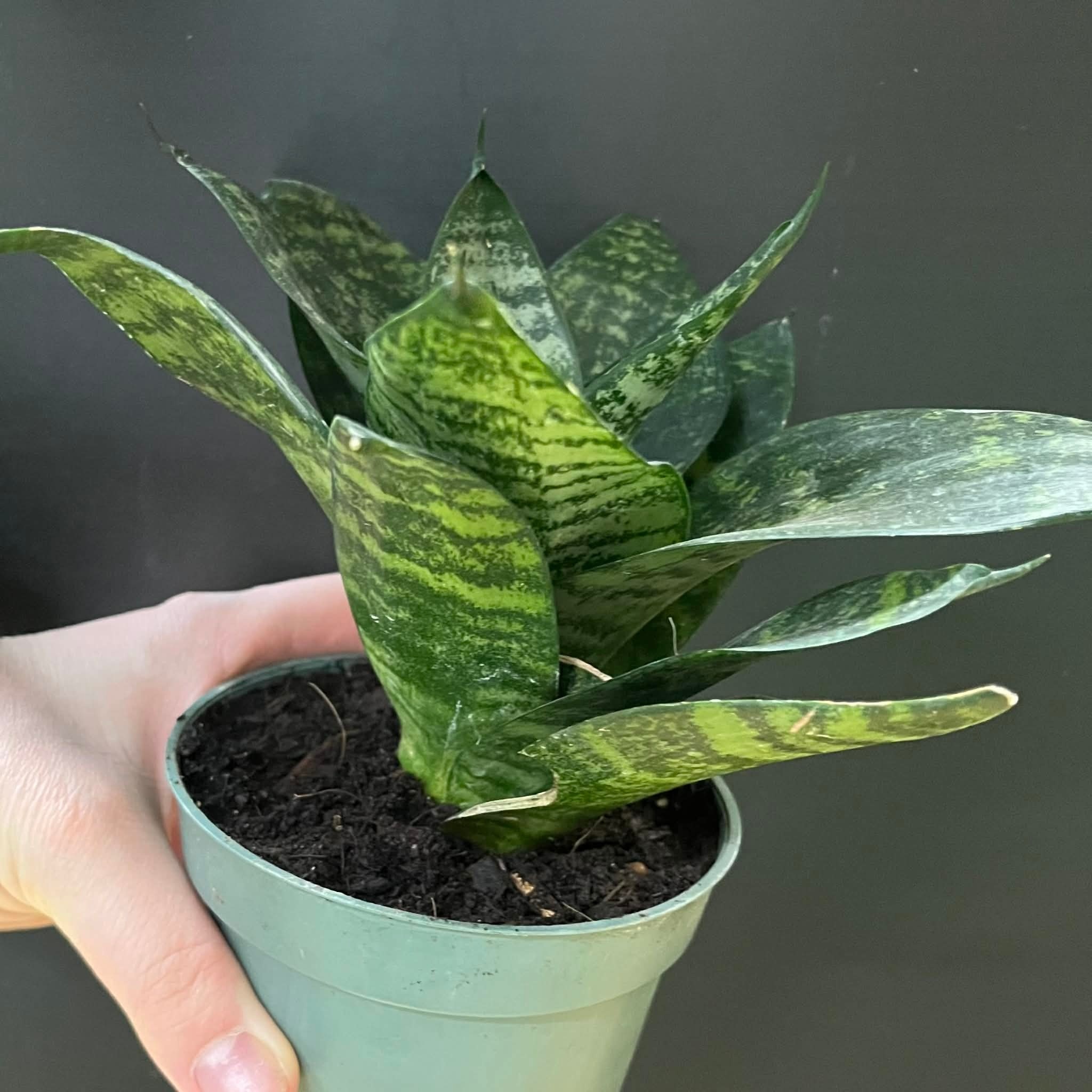 Magazoo Sansevieria Dwarf Zeylanica Plant | Snake Plant
