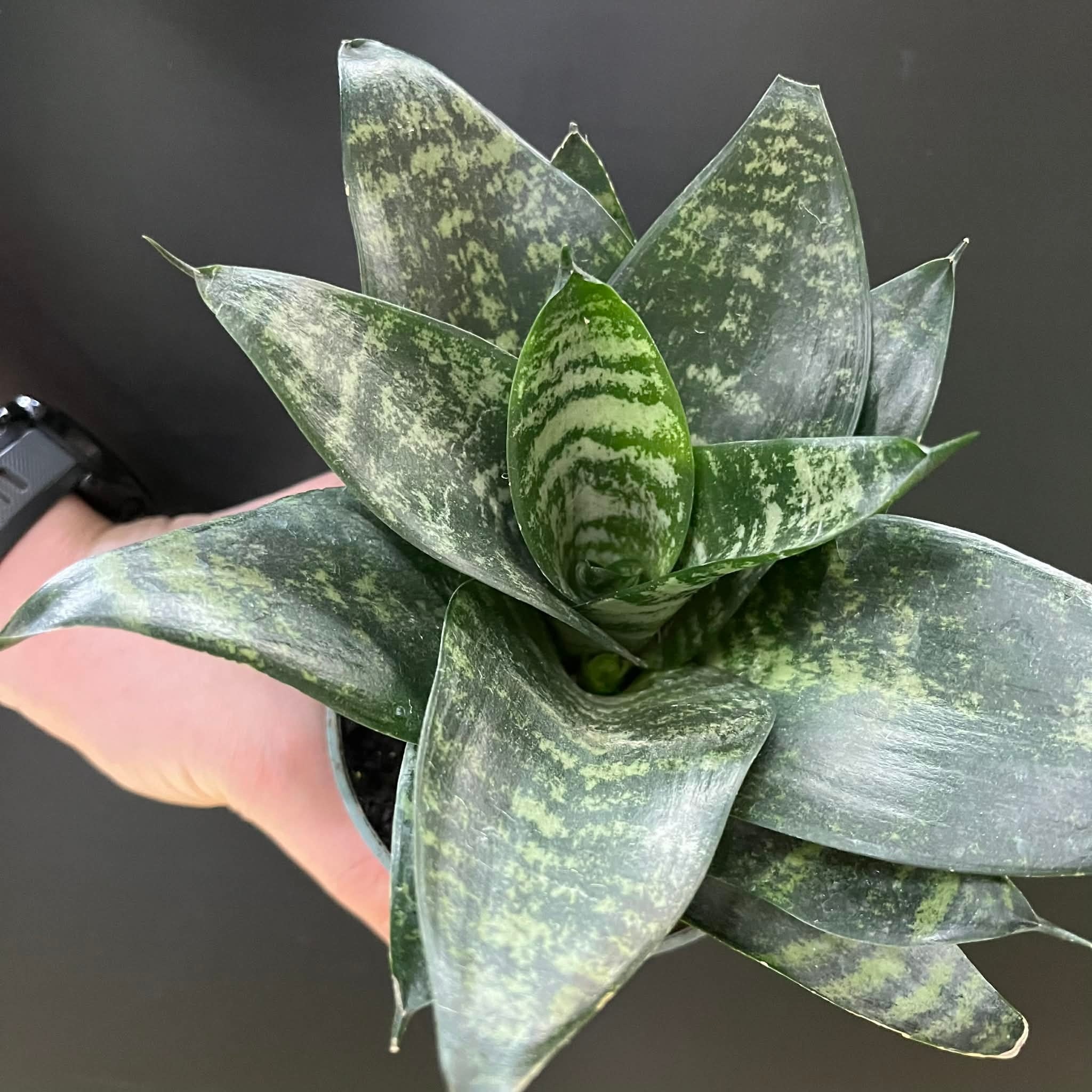 Magazoo Plante Sansevieria Dwarf Zeylanica | Plante serpent