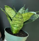 Magazoo Plante Sansevieria Dwarf Zeylanica | Plante serpent
