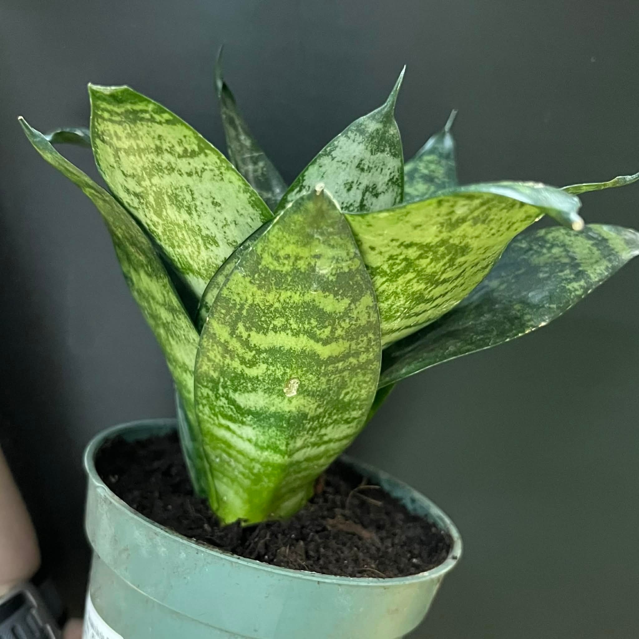 Magazoo Plante Sansevieria Dwarf Zeylanica | Plante serpent