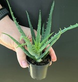 Magazo Plante Aloe 'Mohawk'