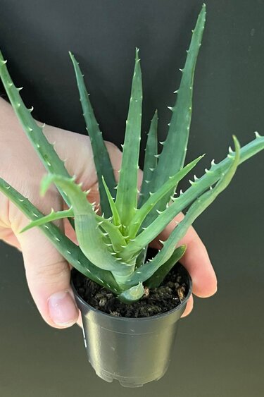 Magazo Plante Aloe 'Mohawk'