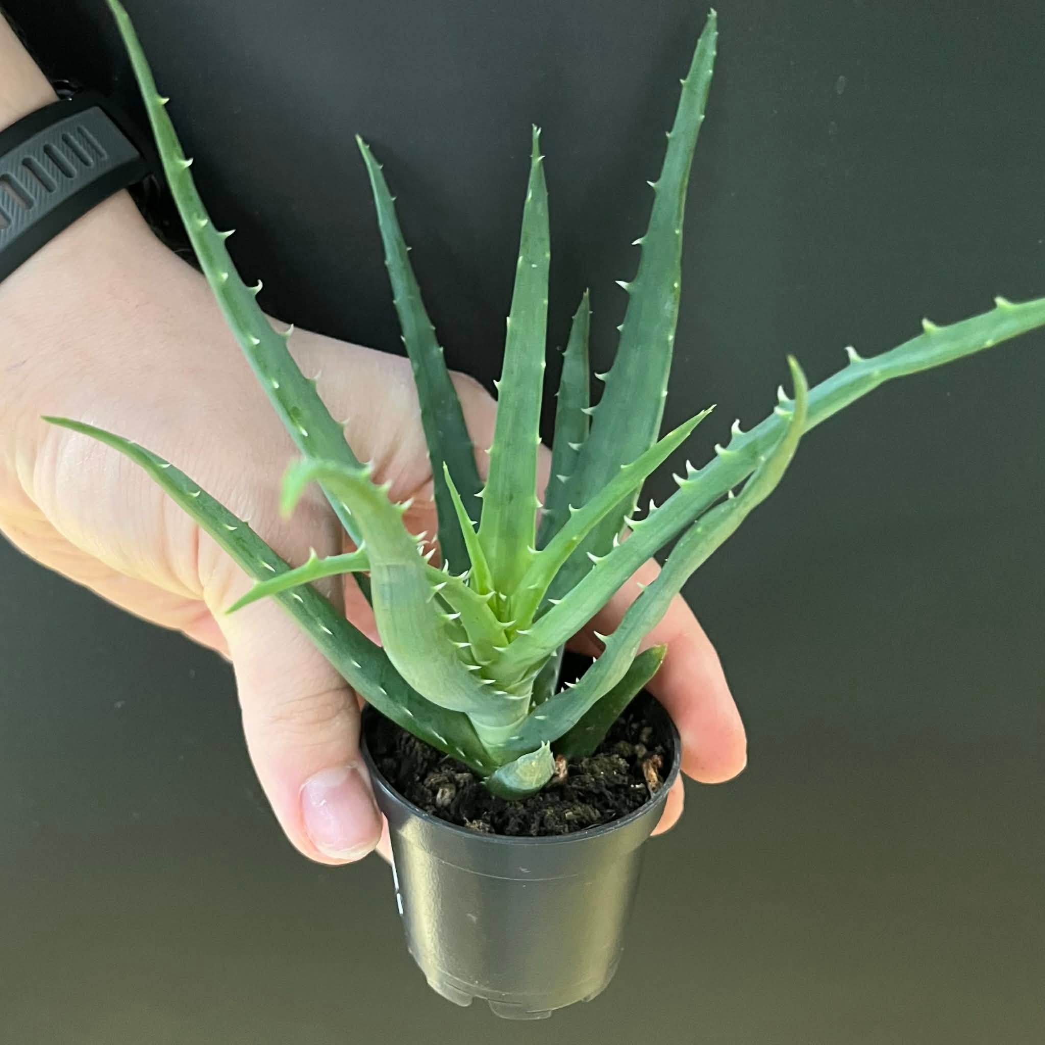 Magazo Aloe 'Mohawk' Plant