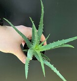 Magazo Aloe 'Mohawk' Plant