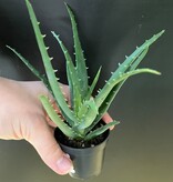 Magazo Plante Aloe 'Mohawk'