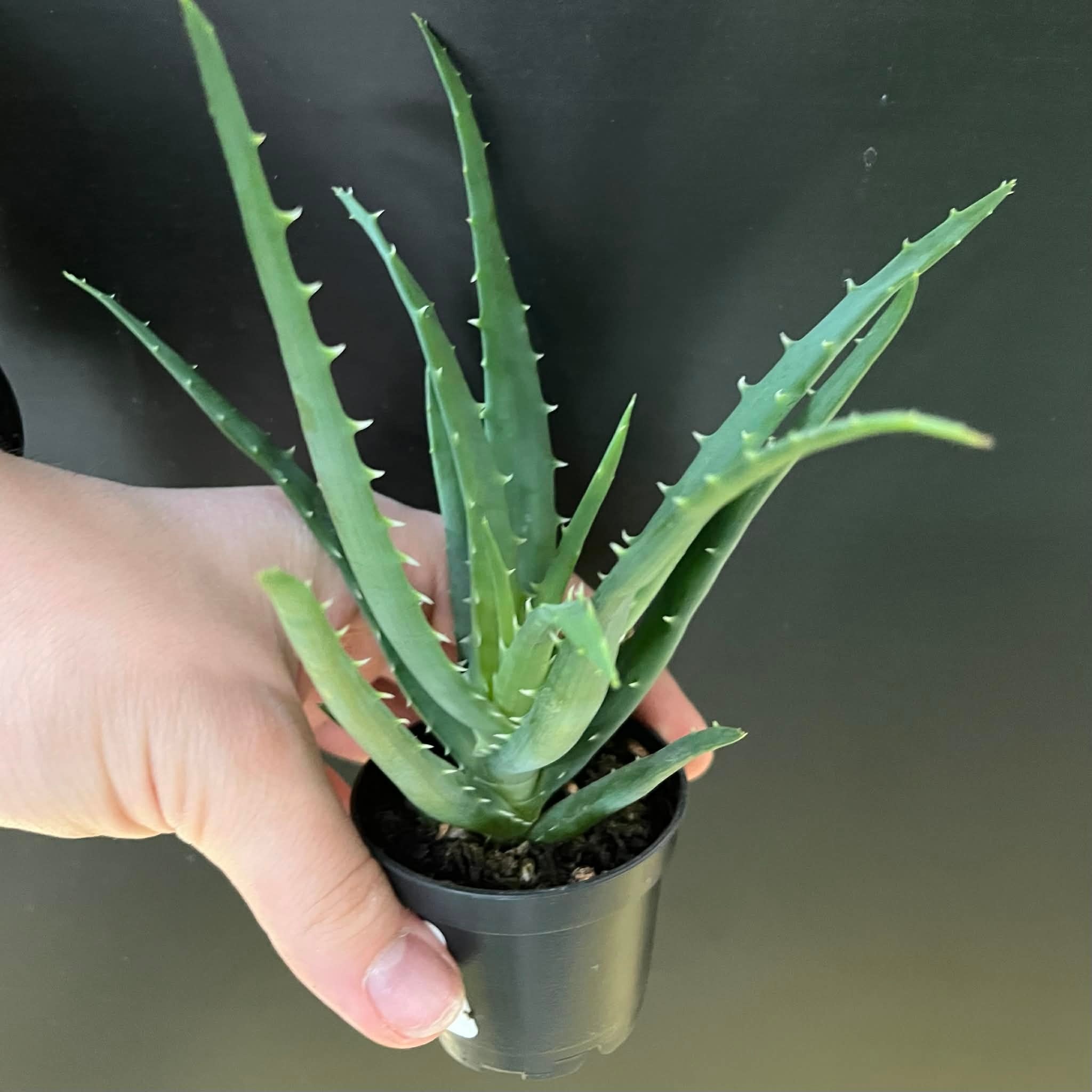 Magazo Plante Aloe 'Mohawk'