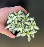 Magazoo Fittonia 'Mini white' Plant