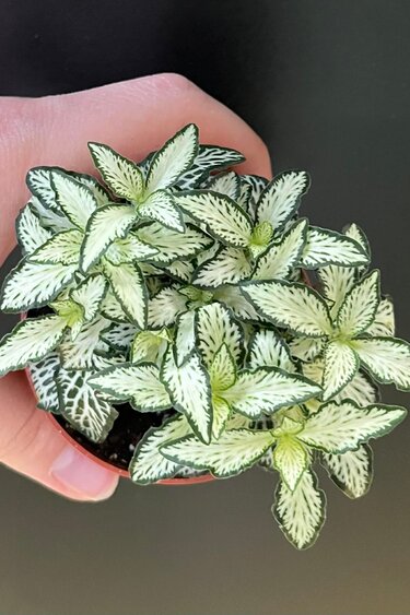Magazoo Fittonia 'Mini white' Plant