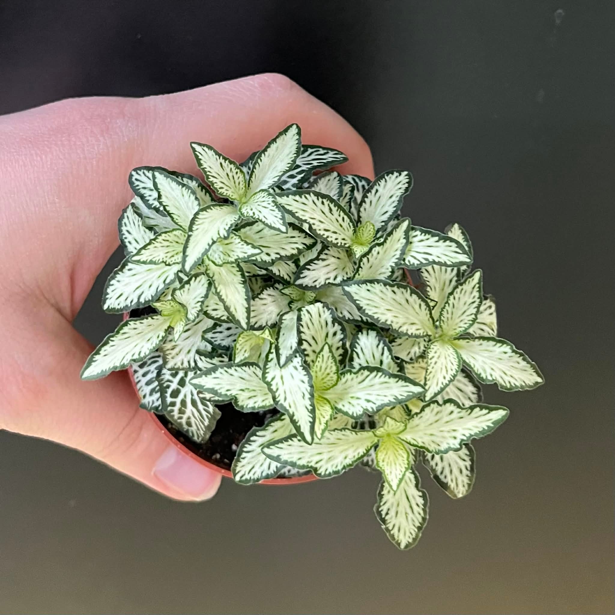 Magazoo Plante Fittonia 'Mini white'