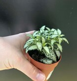 Magazoo Fittonia 'Mini white' Plant