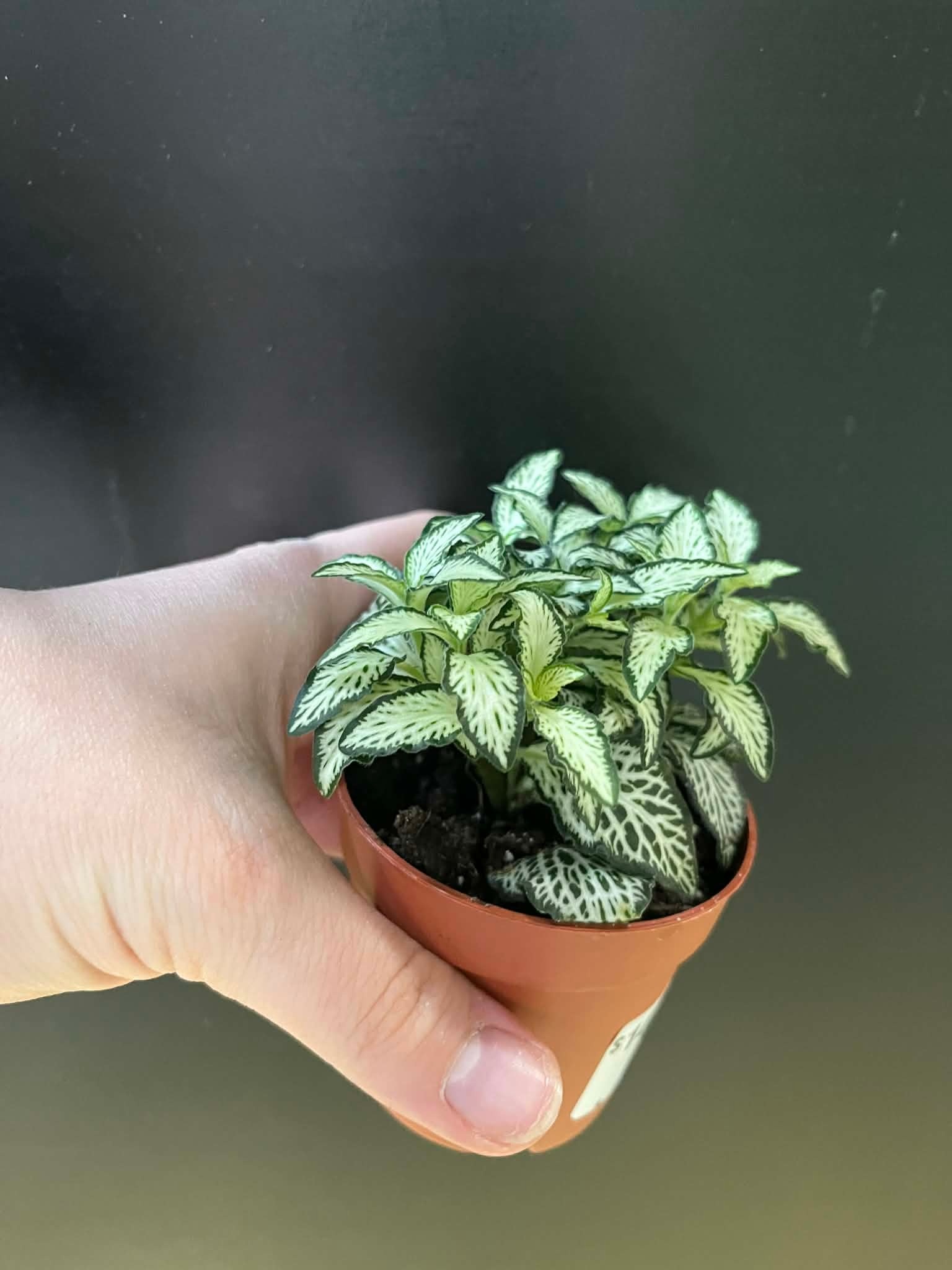 Magazoo Fittonia 'Mini white' Plant