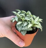 Magazoo Fittonia 'Mini white' Plant
