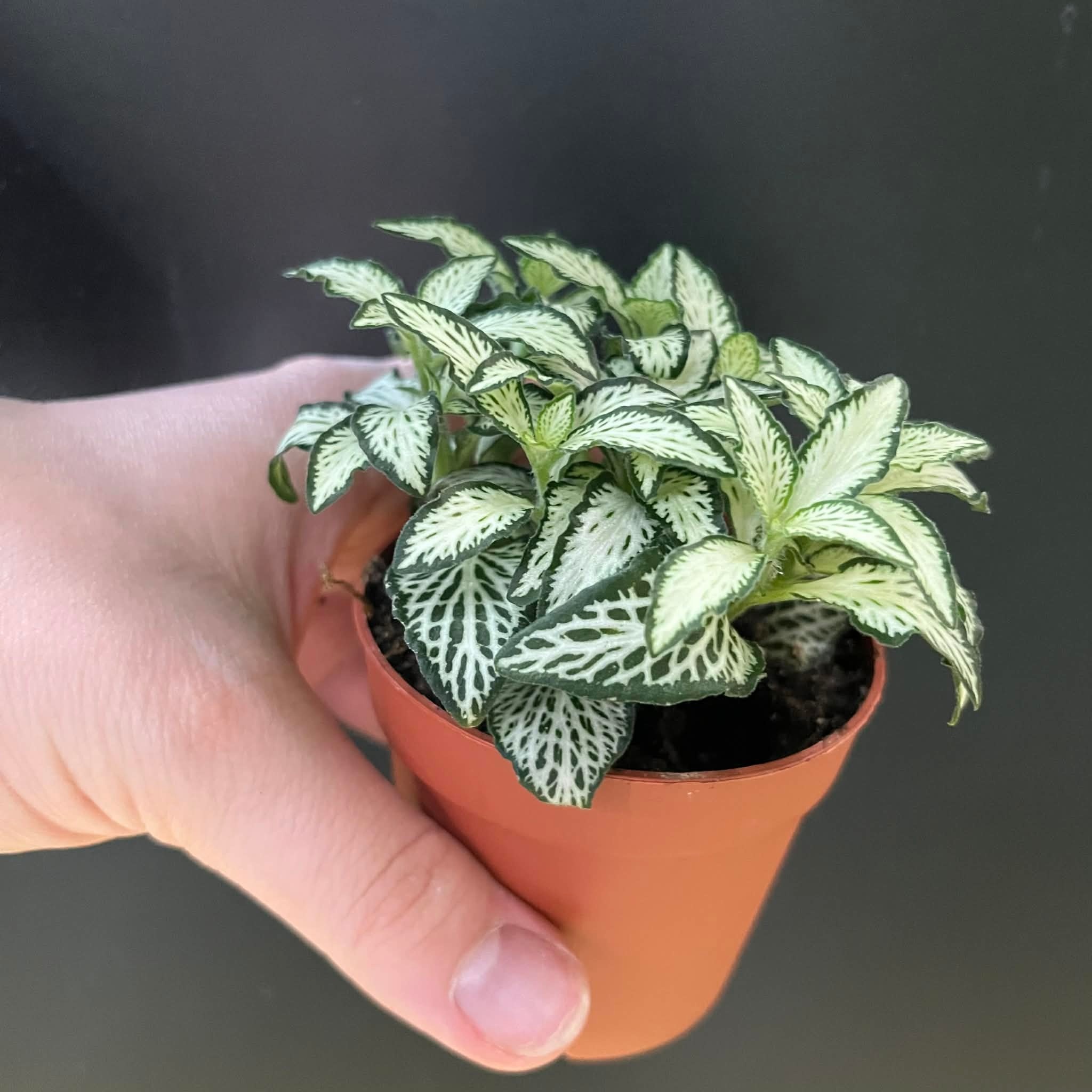 Magazoo Fittonia 'Mini white' Plant