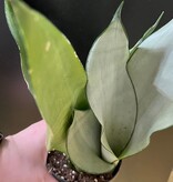 Magazoo Plante Sansevieria Trifasciata 'Moonshine' | Snake Plant 9cm