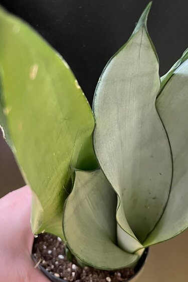 Magazoo Sansevieria Trifasciata 'Moonshine' Plant