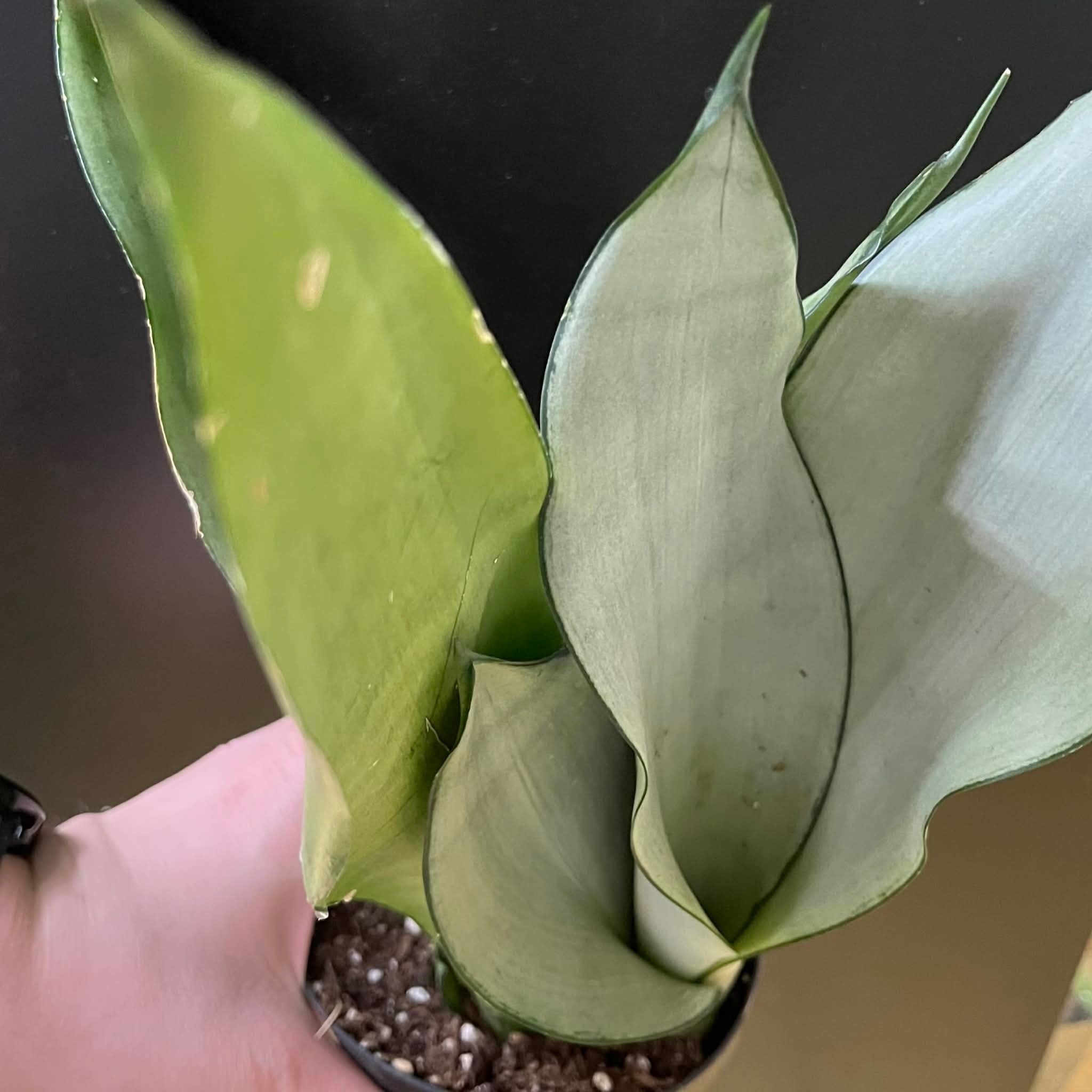 Magazoo Plante Sansevieria Trifasciata 'Moonshine' | Snake Plant 9cm