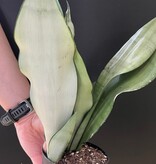 Magazoo Plante Sansevieria Trifasciata 'Moonshine' | Snake Plant 9cm