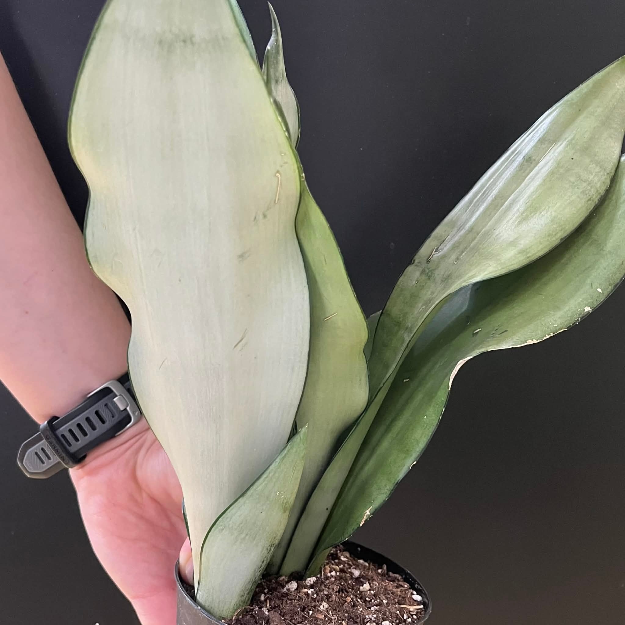 Magazoo Plante Sansevieria Trifasciata 'Moonshine' | Snake Plant 9cm