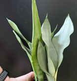 Magazoo Plante Sansevieria Trifasciata 'Moonshine' | Snake Plant 9cm