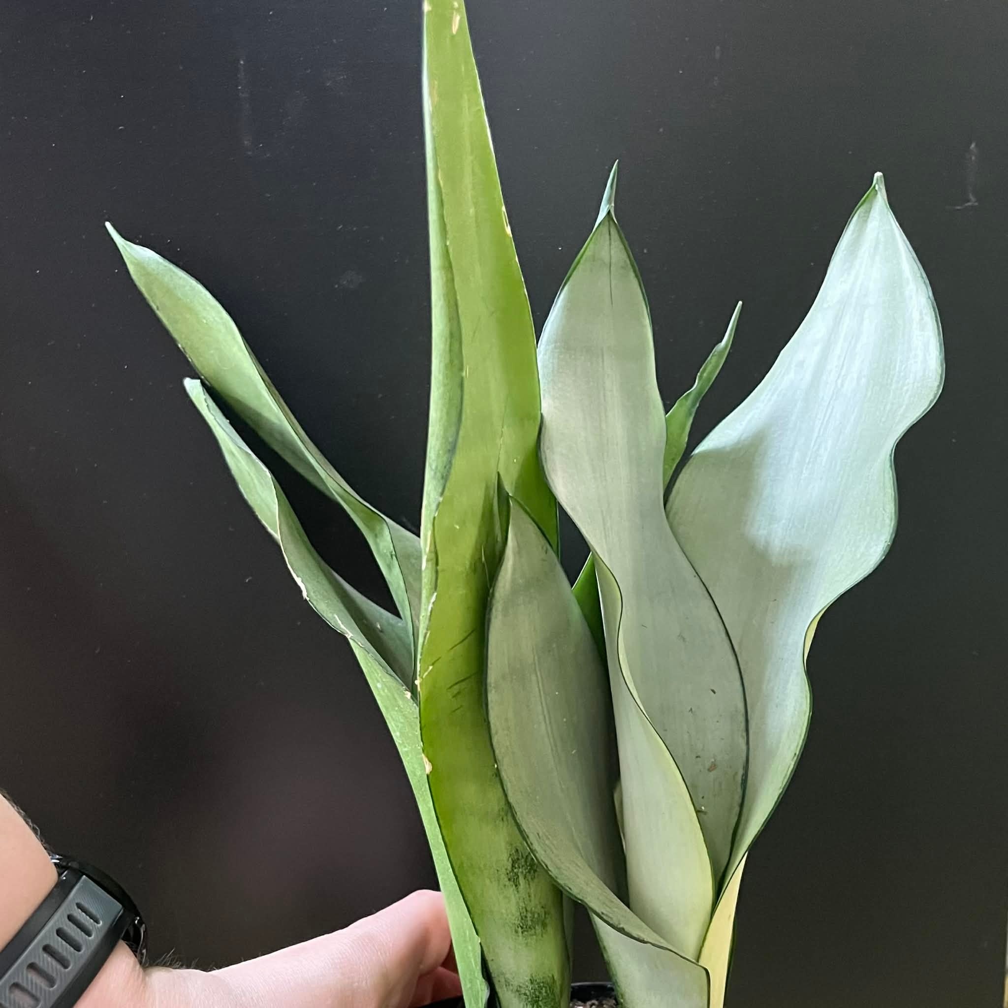 Magazoo Plante Sansevieria Trifasciata 'Moonshine' | Snake Plant 9cm