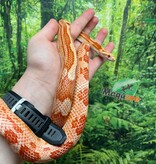 Magazoo Female Ultramel Motley het. Candy Cane Corn snake (2023)