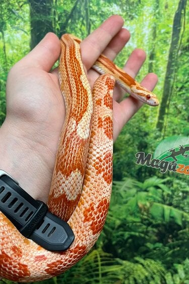 Magazoo Female Ultramel Motley het. Candy Cane Corn snake (2023)
