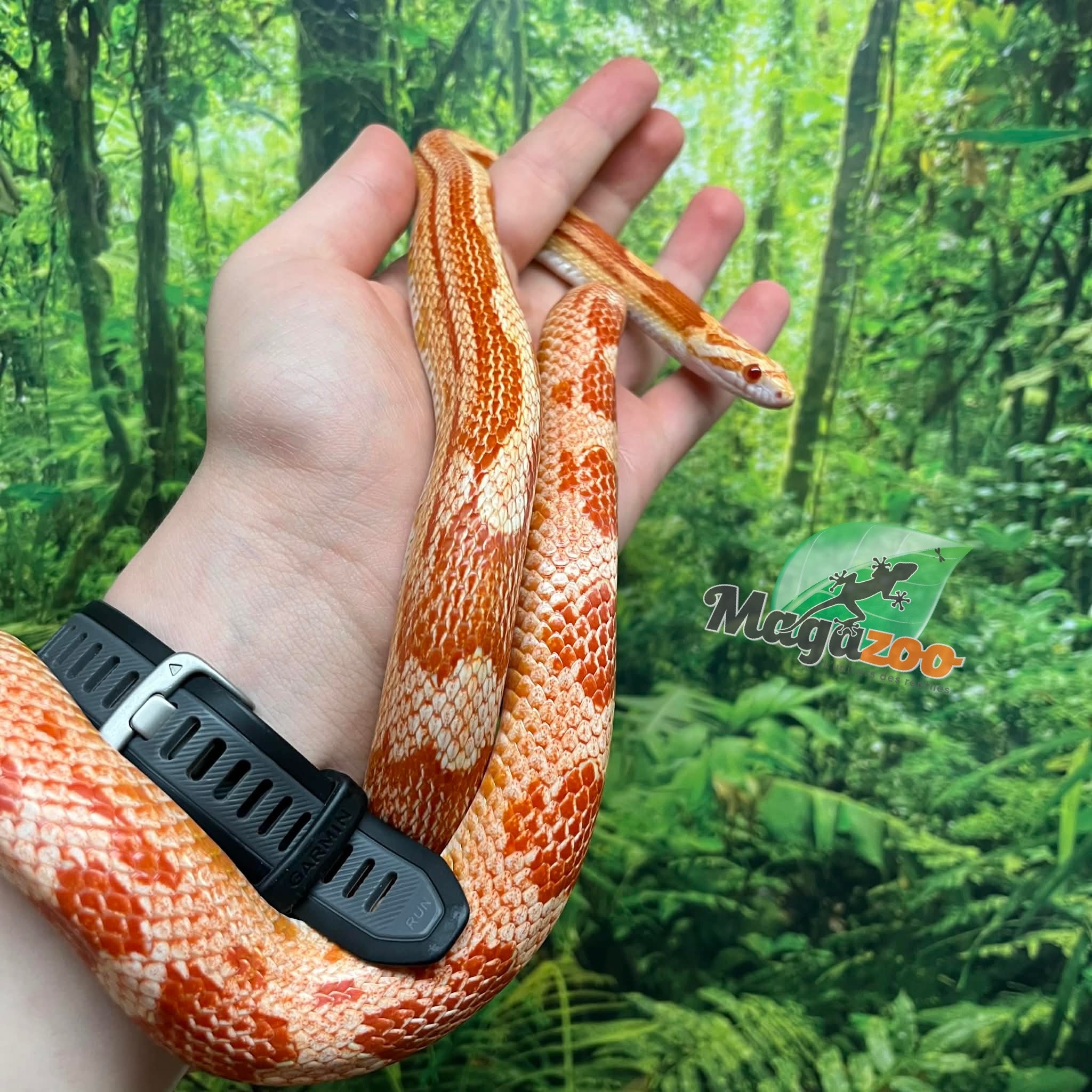 Magazoo Female Ultramel Motley het. Candy Cane Corn snake (2023)