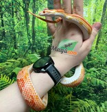 Magazoo Female Ultramel Motley het. Candy Cane Corn snake (2023)