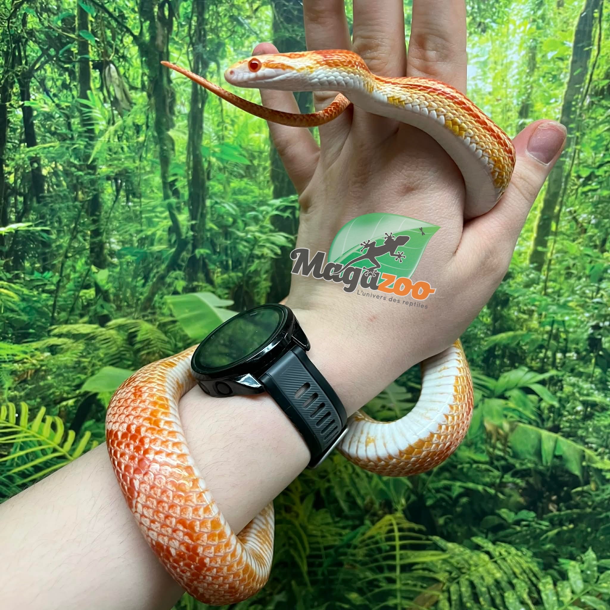 Magazoo Female Ultramel Motley het. Candy Cane Corn snake (2023)