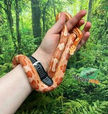 Magazoo Female Ultramel Motley het. Candy Cane Corn snake (2023)