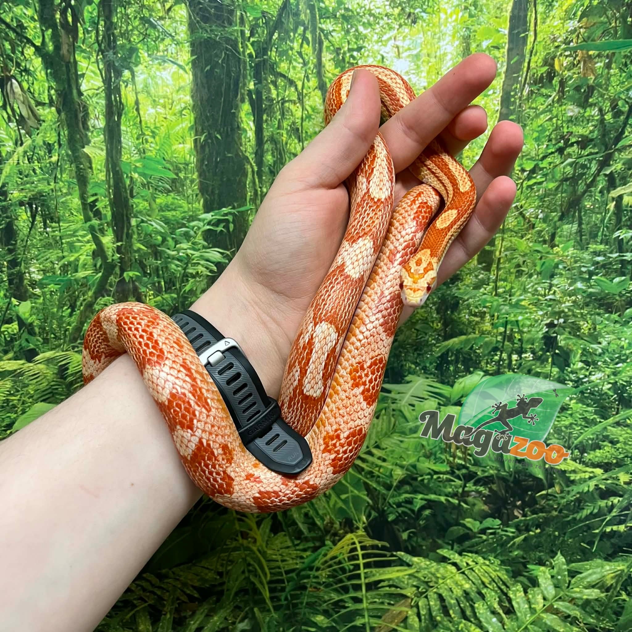 Magazoo Female Ultramel Motley het. Candy Cane Corn snake (2023)