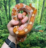 Magazoo Female Motley Hypo het. Candy Cane Corn snake  (2023)