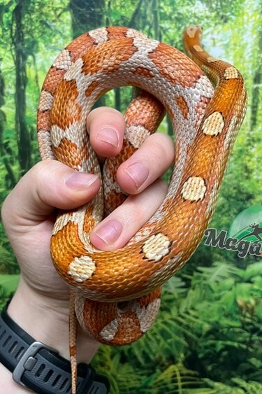 Magazoo Female Motley Hypo het. Candy Cane Corn snake  (2023)