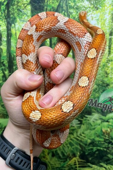 Magazoo Serpent des blés Femelle Motley Hypo het. Candy Cane (2023)