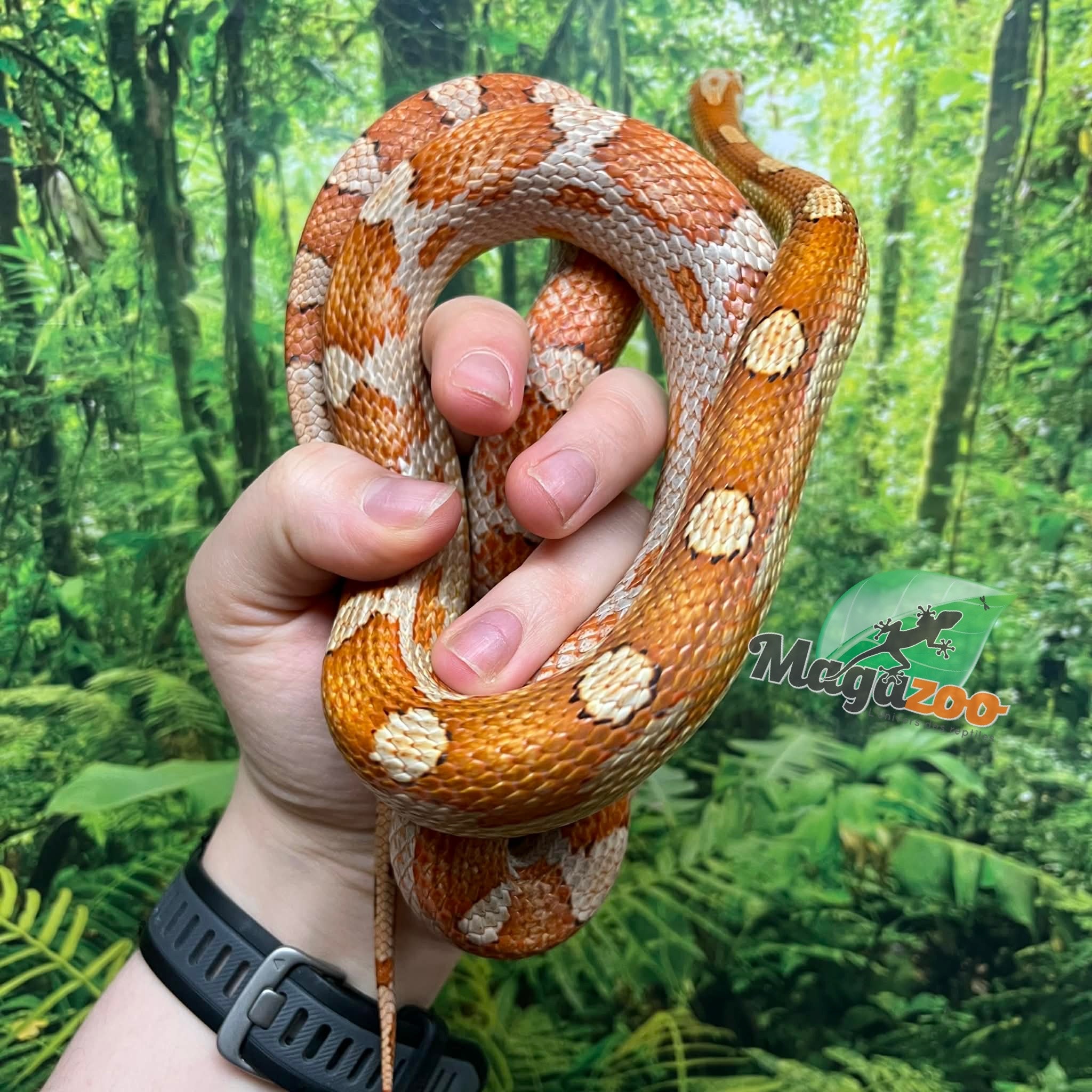 Magazoo Serpent des blés Femelle Motley Hypo het. Candy Cane (2023)