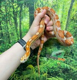 Magazoo Female Motley Hypo het. Candy Cane Corn snake  (2023)