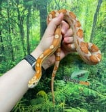 Magazoo Serpent des blés Femelle Motley Hypo het. Candy Cane (2023)