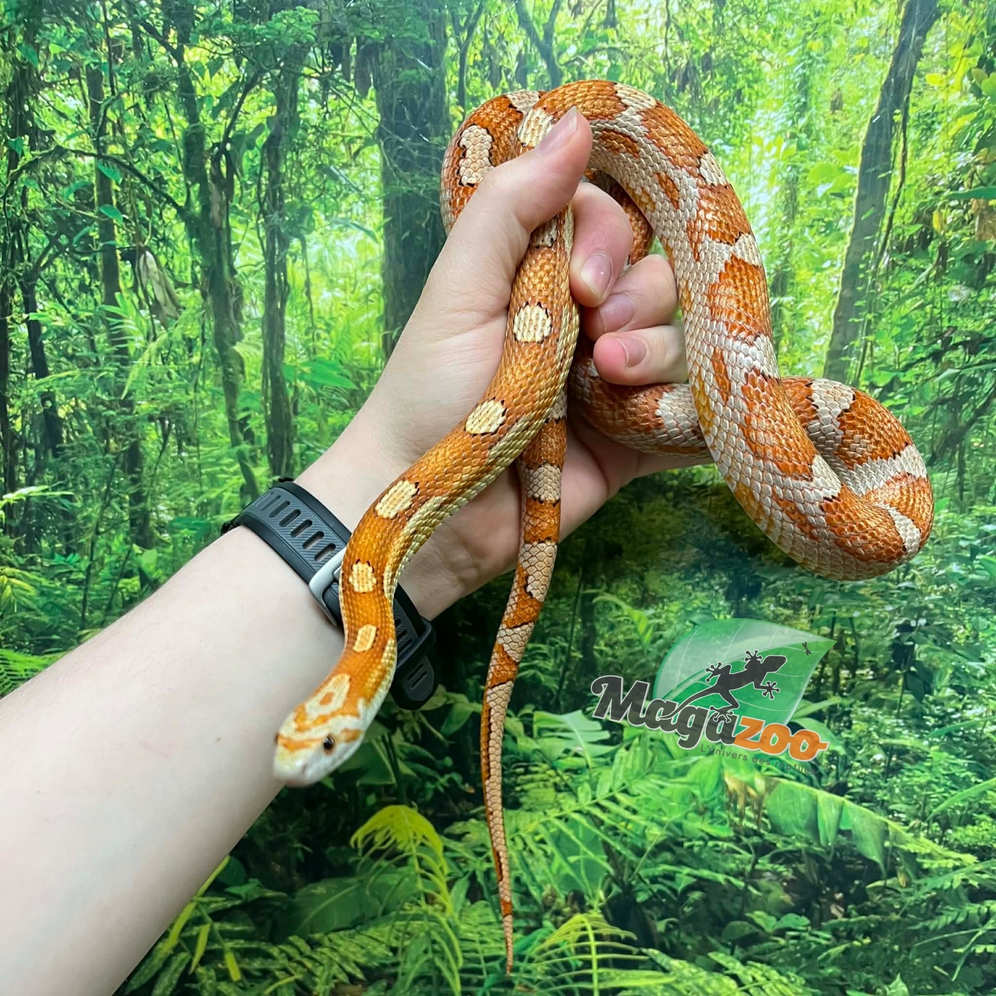 Magazoo Serpent des blés Femelle Motley Hypo het. Candy Cane (2023)