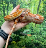Magazoo Female Motley Hypo het. Candy Cane Corn snake  (2023)