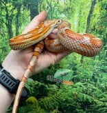 Magazoo Serpent des blés Femelle Motley Hypo het. Candy Cane (2023)