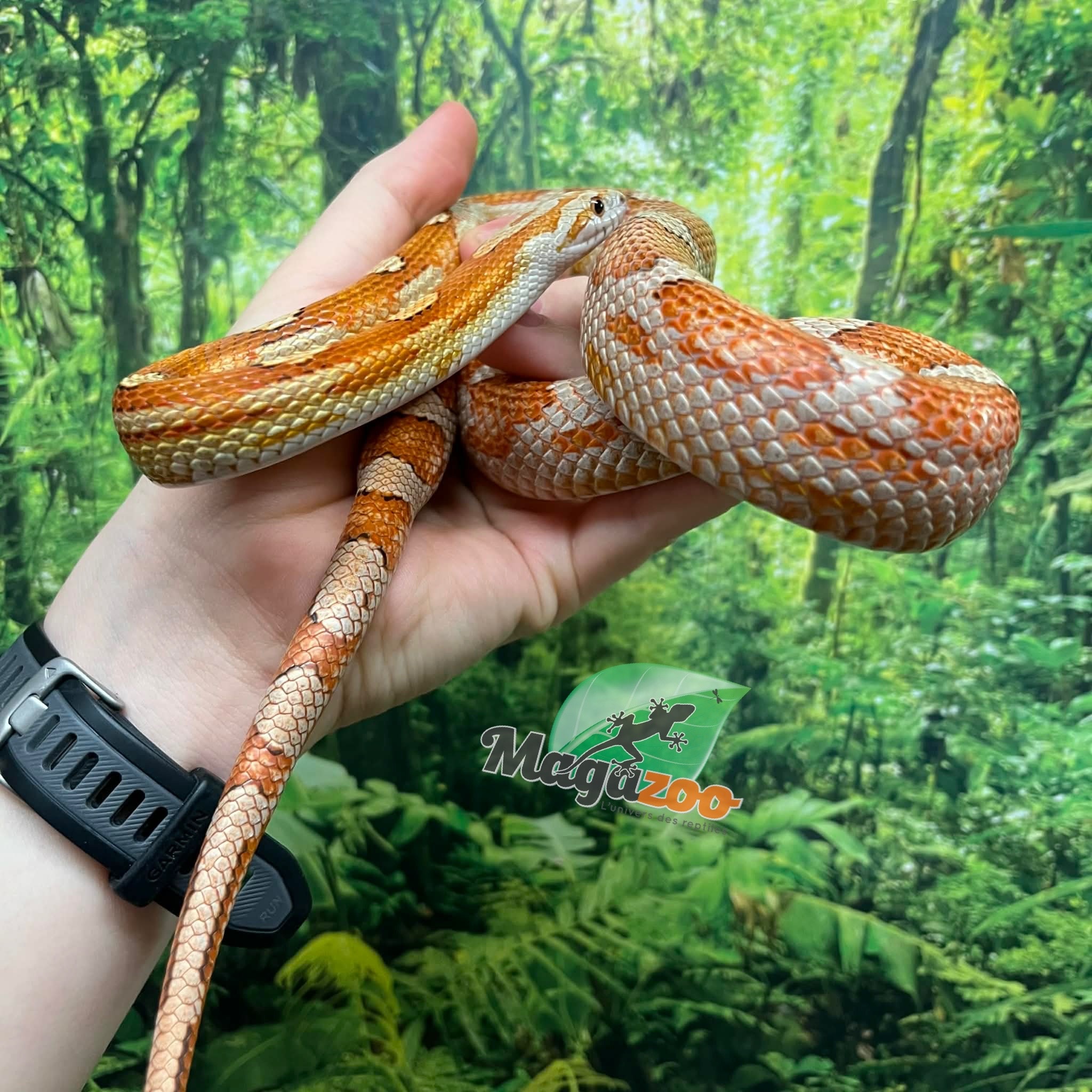Magazoo Serpent des blés Femelle Motley Hypo het. Candy Cane (2023)