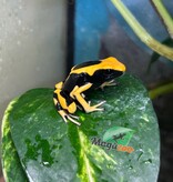 Magazoo Dendrobate tinctorius 'Matecho'