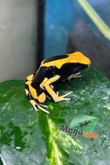 Magazoo Dendrobate tinctorius 'Matecho'