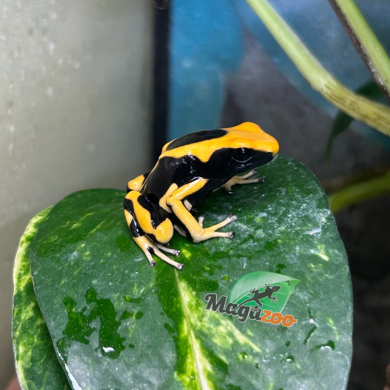 Magazoo Matecho poison dart frog