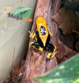 Magazoo Dendrobate tinctorius 'Matecho'