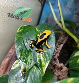 Magazoo Matecho poison dart frog