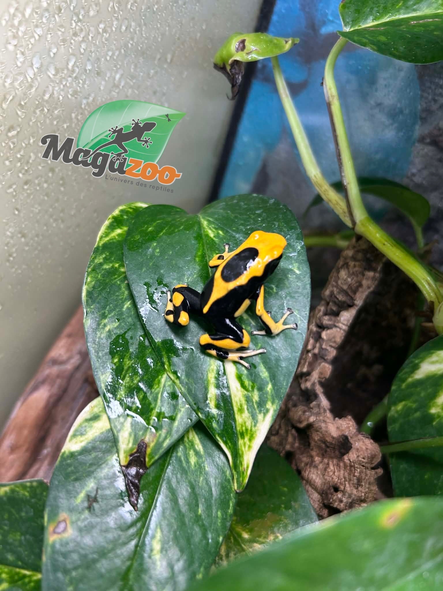Magazoo Matecho poison dart frog